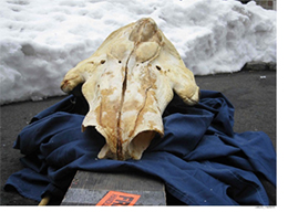 Narwhal skull