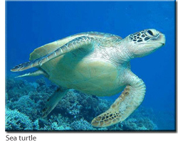 Sea Turtle Sea Turtle
