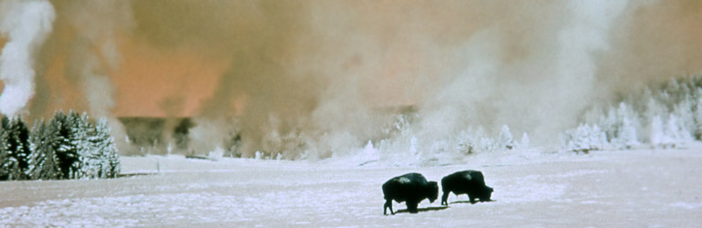 Wild bisons walk through the snow