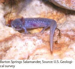 Barton Springs Salamander.  Courtesy of USGS.