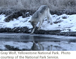 Gray Wolf, Yellowstone National Park. Courtesy of NPS. Gray Wolf, Yellowstone National Park. Courtesy of NPS.