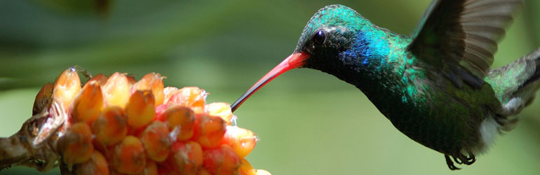 Broadbill Hummingbird. Courtesy of USDA.