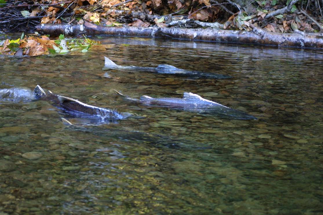 Fall Chinook Salmon spawning. Courtesy of the Coleman National Fish Hatchery. Fall Chinook Salmon spawning. Courtesy of the Coleman National Fish Hatchery.