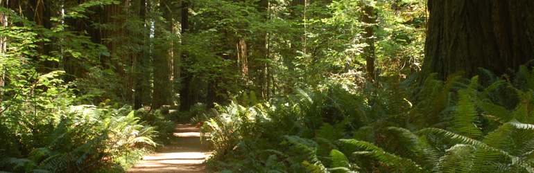 Redwoods.  Courtesy of the NPS.