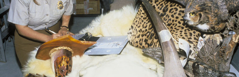 U.S. Fish and Wildlife law enforcement officer documents several confiscated wildlife resources. Courtesy of FWS.