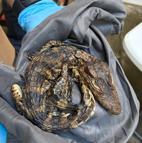 Caiman
