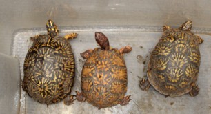 Turtles