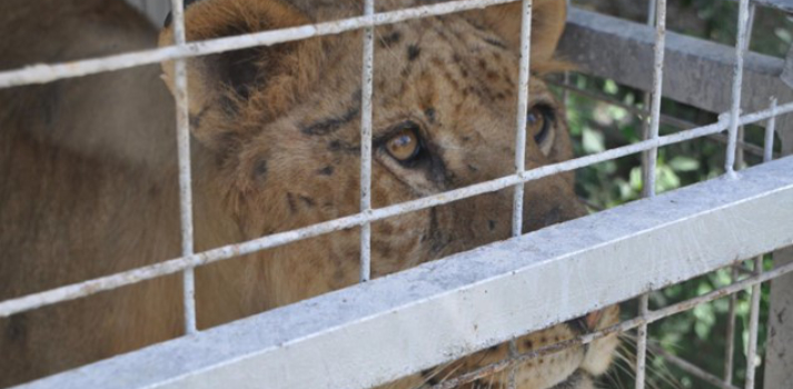 Hero Caged Tiger, Photo by USDA