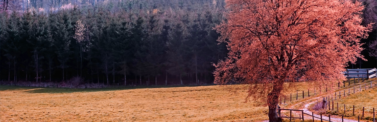 A tree changes colors as the new season approaches. Courtesy of NPS. A tree changes colors as the new season approaches. Courtesy of NPS.