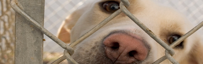 Animal Welfare | ENRD | Department of Justice Animal Welfare | ENRD | Department of Justice
