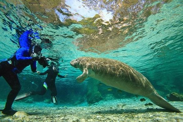 Ginnie Springs