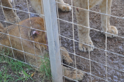 Lion Cub with Damaged Ear