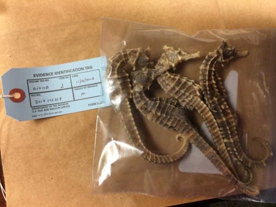Confiscated dried sea horses