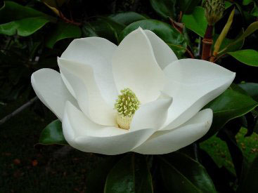 Magnolia Magnolia