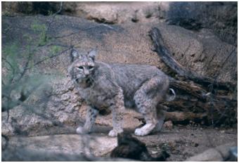 Bobcat, Courtesy of the National Park Service