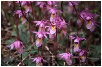 Fairy Slipper Orchids - Courtesy of the National Park Service