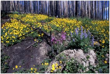 Wildflower Meadow, Courtesy of the National Park Service